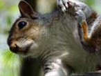 Grey squirrel