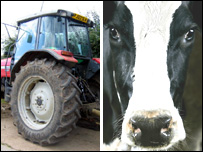 A tractor and a cow