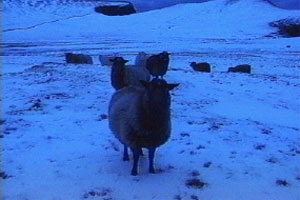 Isobel battles with the elements