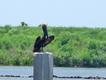 A bird covered in oil which had been perched on a post for two days in almost 100 degrees heat.