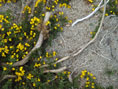 Gorse at Culloden by Calum Colvin