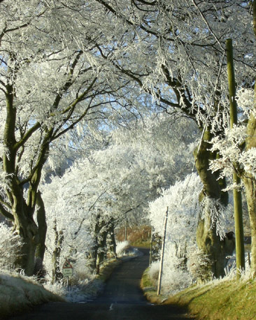 Frost on trees lining a narrow road