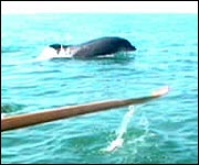 A dolphin in Plymouth Sound