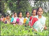 چائے کے باغات 