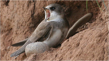Sandmartin c/o Margaret Holland