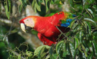 Scarlet macaw