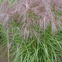 Miscanthus
