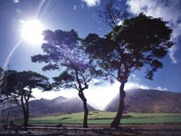 Photo of sunlight streaming through trees on green savannah