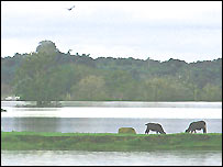 Bò nuôi thả ven rừng Amazon