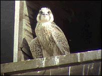 A peregrine chick
