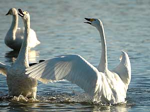 Slimbridge (Image: Bewick Swans c/o Wetlands and Wildlife Trust)