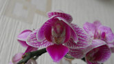 Orchid