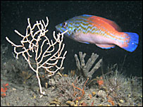 Pink sea fan (Mike Markey)