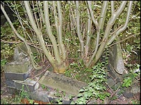 Plants destroying graves