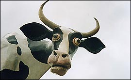 A floating cow (image courtesy: Paddy Swift)