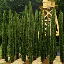 Cupressus sempervirens