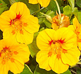 Nasturtium