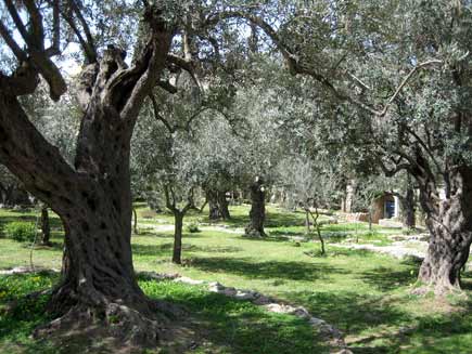 Ancient, gnarled olive trees in an informal grassed area