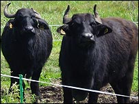 Water buffaloes