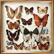 Review of Rarities