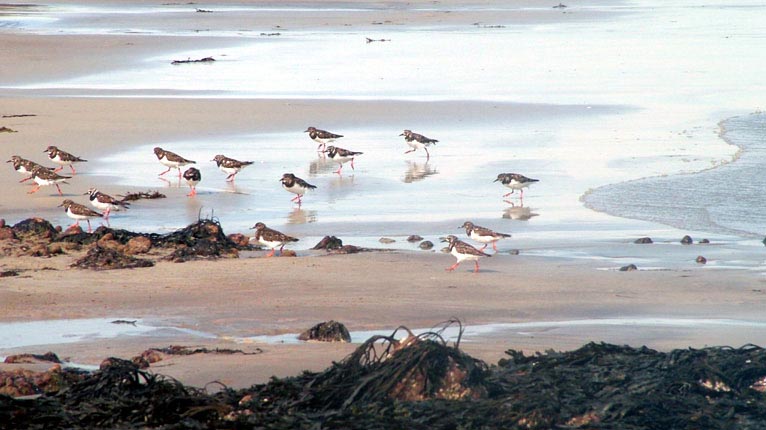 Eòin air Tràigh Chuil, Eilean Leòdhais