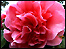 Camellia X williamsii 'Donation'