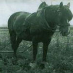 This is Max the 15 years old German POW, operating a horse-drawn Scuffler.