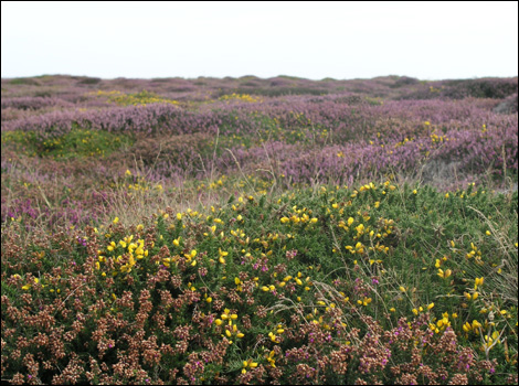 Heather and gorse