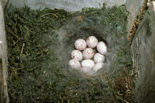 Found lower down © Peter Castell