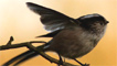 Long tailed tit