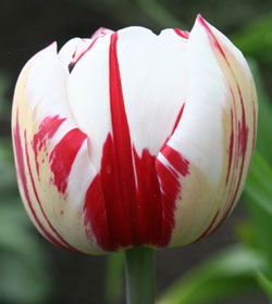 Tulipa 'Carnaval de Nice'