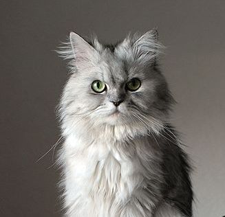 Silver Persian cat (image: Andrey)