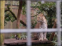 Female Amur leopard cub stood on viewing platform