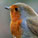 Robin redbreast