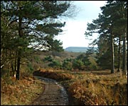 Aylesbeare Common