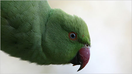 Parakeet