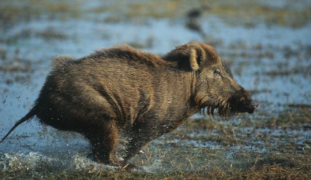 Wild boar (image: Bernard Castlelein / NPL) 