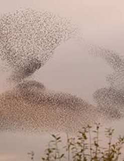 A flock of Starlings in action. © RSPB