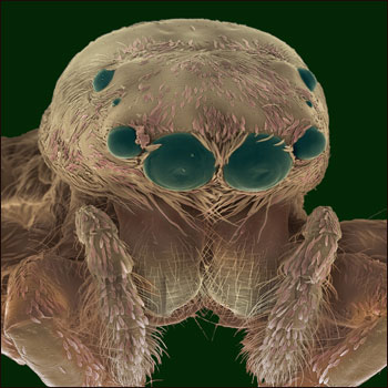 Imagem microscópica de uma aranha-saltadora (Foto: Steve Gschmeissner / Science Photo Library)