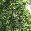 Carpinus betulus 'Pendula'