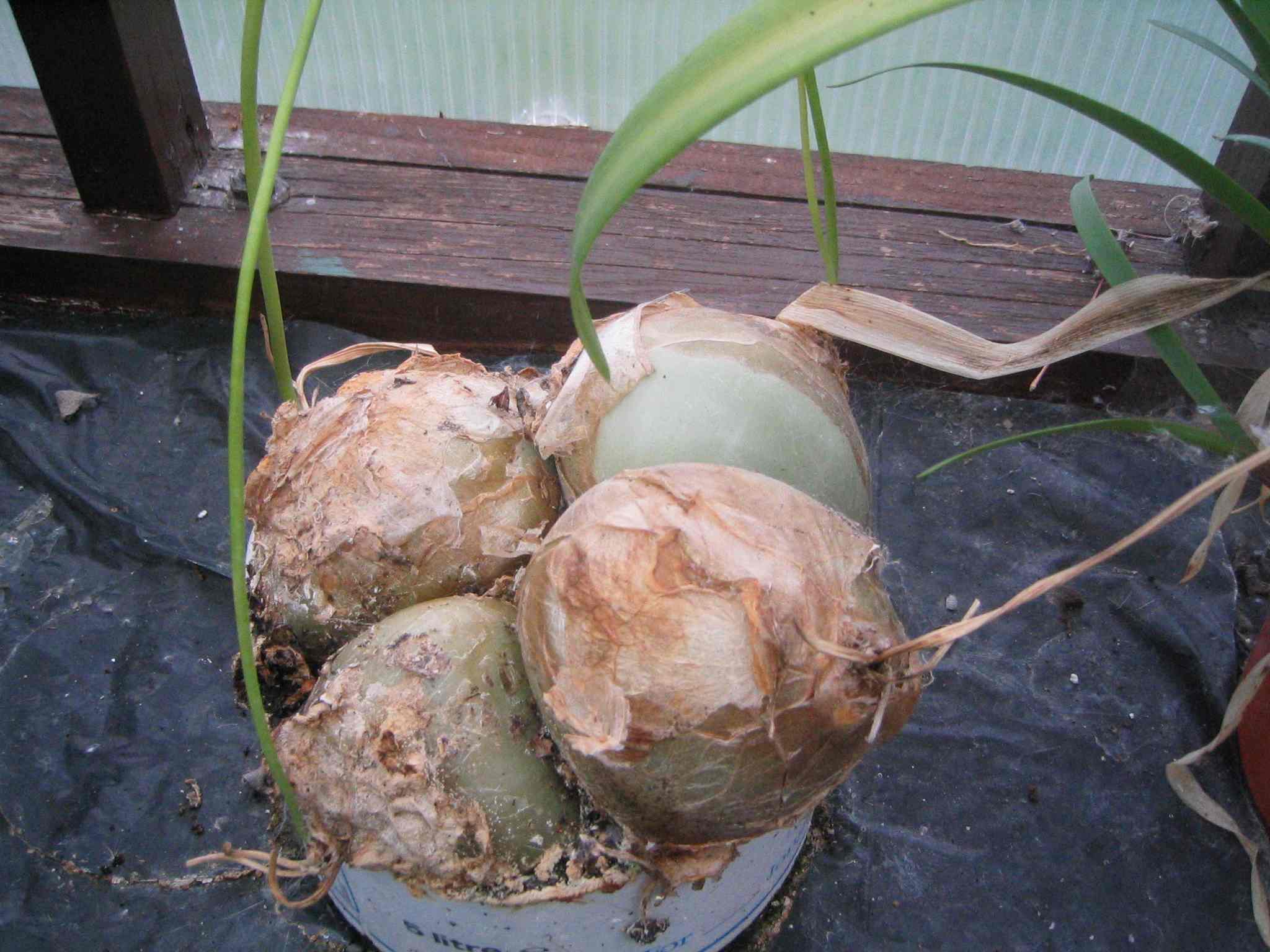 Myster plant bulbs