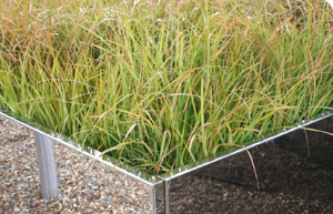 After Malevich - A Garden of Non-Objectivity