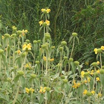 Phlomis