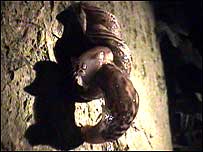 Slugs