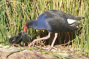 Purple Gallinule and chick [generic] 