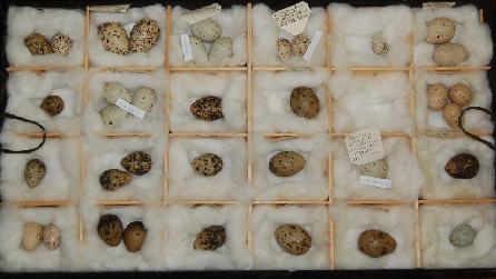 Part of Bangor University Museum's Egg Collection