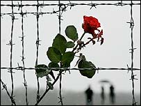 Vzpomínková růže v drátech kolem Buchenwaldu