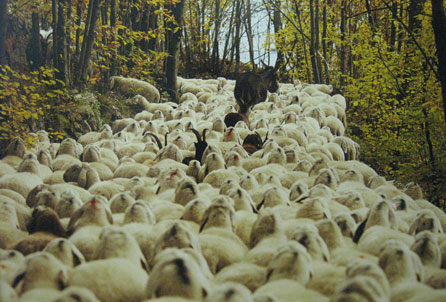 Photograph by Dragos Lumpan showing Transhumance in Italy. Image courtesy of the artist