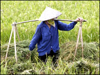 Nông dân trồng gạo 