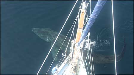 Basking Shark c/o Hebridean Wihale and Dolphin Trust